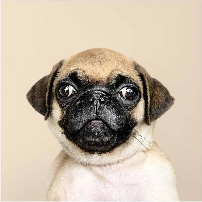 vejle gravid fotografer